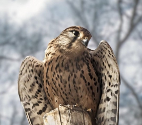 ​«Пернатая неделя»: что подготовил экоцентр заповедника «Кузнецкий Алатау» к Международному дню птиц