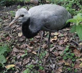 ​«Пернатая неделя»: что подготовил экоцентр заповедника «Кузнецкий Алатау» к Международному дню птиц