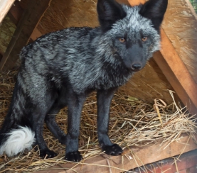 В экологическом центре заповедника «Кузнецкий Алатау» появилась чернобурая лисица