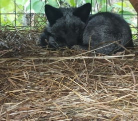 В экологическом центре заповедника «Кузнецкий Алатау» появилась чернобурая лисица