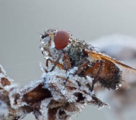 Как зимуют насекомые 