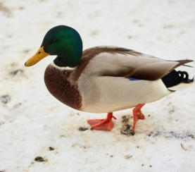 Итоги Всероссийской экологической акции «Поможем птицам зимой»