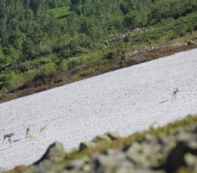 На северном участке территории заповедника «Кузнецкий Алатау» обнаружены северные олени
