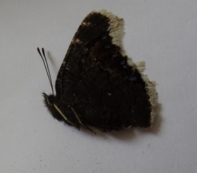 На территории заповедника «Кузнецкий Алатау» обнаружена бабочка траурница