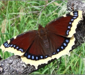 На территории заповедника «Кузнецкий Алатау» обнаружена бабочка траурница
