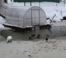 Центр реабилитации диких птиц «Крылья» в экоцентре заповедника «Кузнецкий Алатау» продолжает свое развитие.