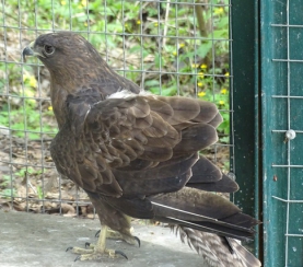 «Крылья» - центр реабилитации диких птиц
