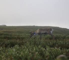 В «Кузнецком Алатау» пометили сибирского северного оленя спутниковым радиоошейником