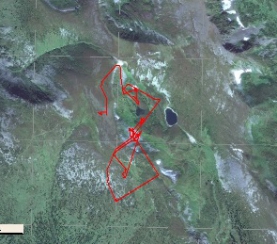В «Кузнецком Алатау» пометили сибирского северного оленя спутниковым радиоошейником