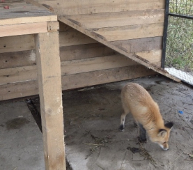 Новый обитатель экоцентра «Кузнецкого Алатау» – лиса обыкновенная