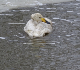 Лебедь-кликун в экоцентре заповедника «Кузнецкий Алатау»