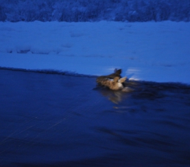 Спасение лосей из полыньи