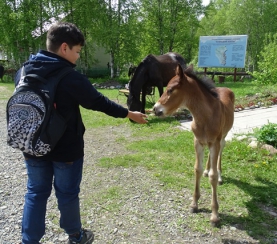 Конные прогулки в экологическом центре «Кузнецкий Алатау»
