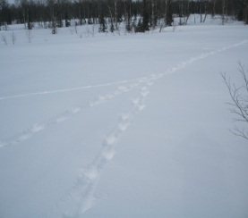 В заповеднике «Кузнецкий Алатау» прошли зимние маршрутные учеты (ЗМУ)