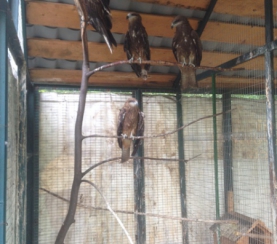 Пополнение в Центре реабилитации диких птиц «Крылья»