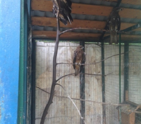 Пополнение в Центре реабилитации диких птиц «Крылья»