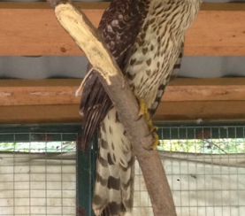 В Центре реабилитации диких птиц «Крылья» новый пациент