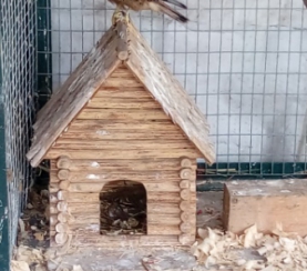 Центру реабилитации диких птиц «Крылья» исполняется 3 года