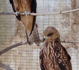 Центру реабилитации диких птиц «Крылья» исполняется 3 года