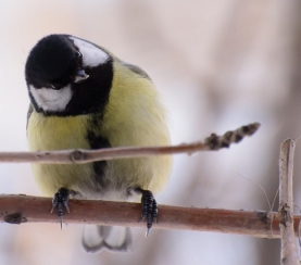 Подведены итоги Всероссийской акции «Поможем птицам зимой»