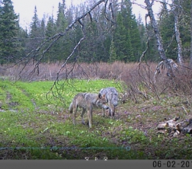 Волки в объективе фотоловушки в «Кузнецком Алатау»