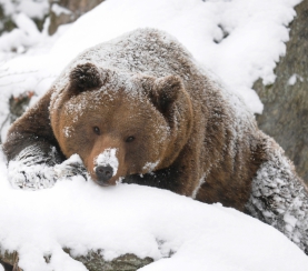 Как зимуют животные в заповеднике «Кузнецкий Алатау»?