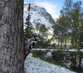 Как зимуют птицы в заповеднике «Кузнецкий Алатау»?