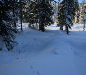В заповеднике «Кузнецкий Алатау» подвели итоги зимних маршрутных учетов
