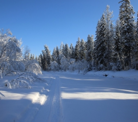 В заповеднике «Кузнецкий Алатау» подвели итоги зимних маршрутных учетов