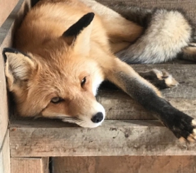 О жизни лисиц в заповеднике «Кузнецкий Алатау»