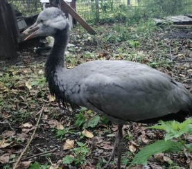 В Центр реабилитации диких птиц «Крылья» поступил серый журавль