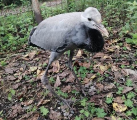 В Центр реабилитации диких птиц «Крылья» поступил серый журавль