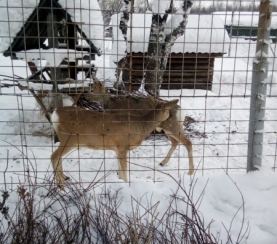 Как зимуют животные в экоцентре заповедника «Кузнецкий Алатау»? 