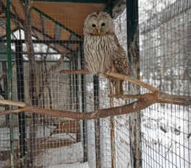 Как зимуют птицы в экоцентре заповедника «Кузнецкий Алатау»? 